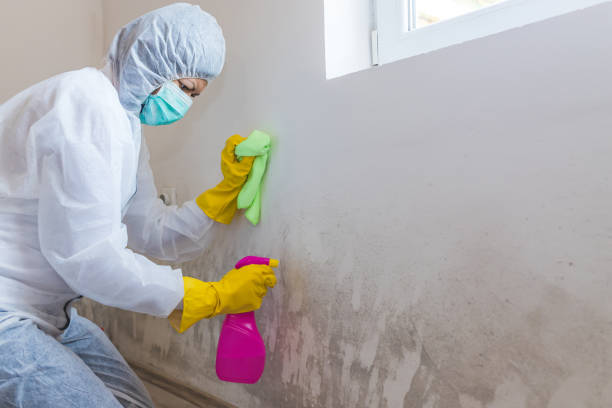 Best Forensic Mold Investigation in Harmony Grove, CA